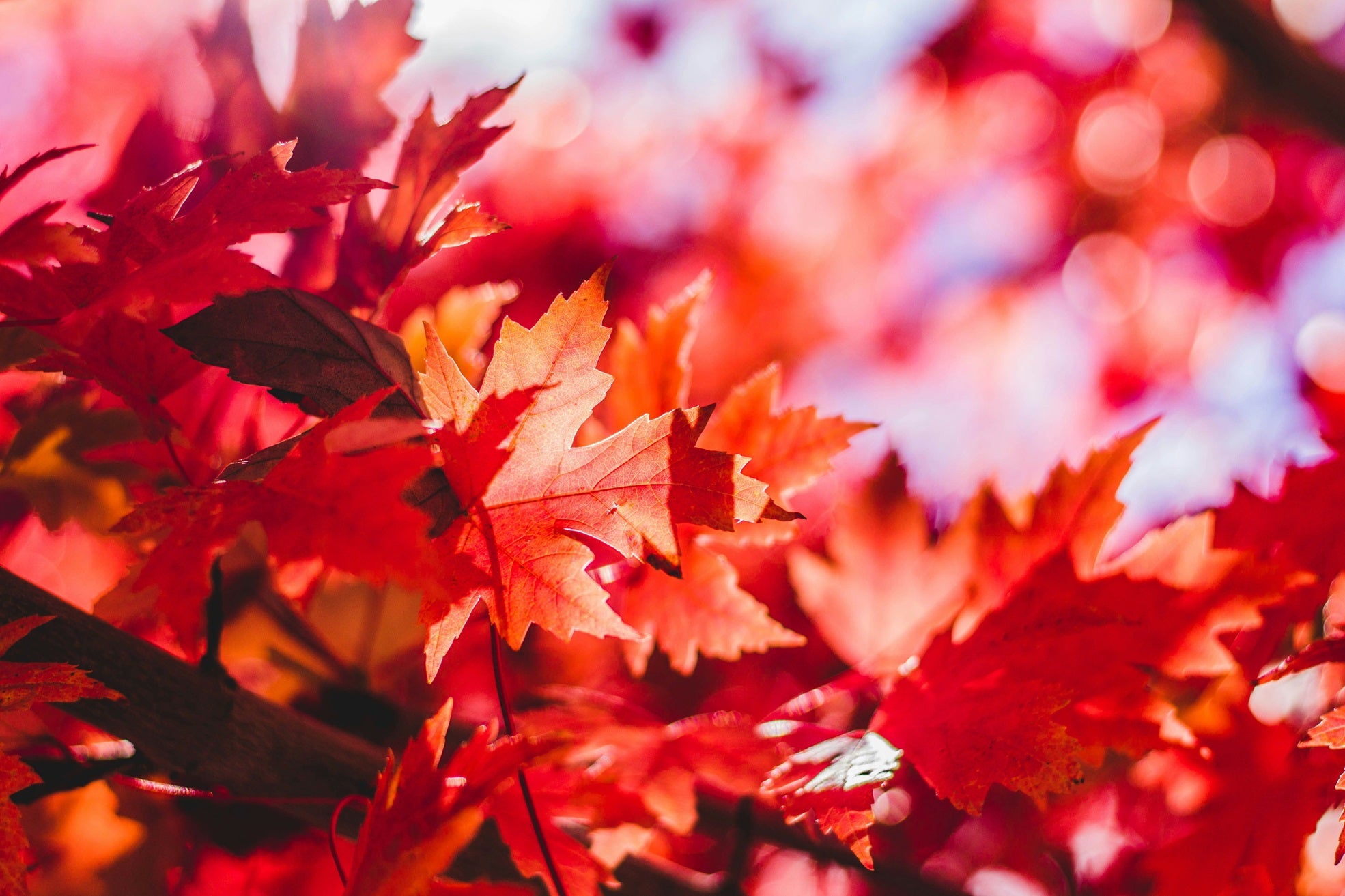 Knutselen tijdens de herfst doe je met Little Creations